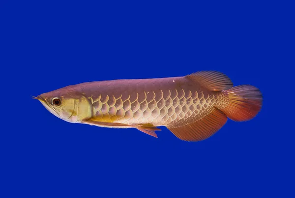 Asian arowana in blue background — Stok fotoğraf