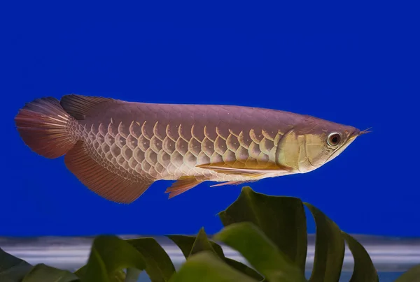 Arowana Asia di latar belakang biru — Stok Foto