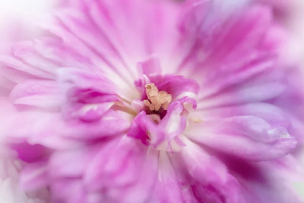 Nádherný květ na rozostření pozadí — Stock fotografie
