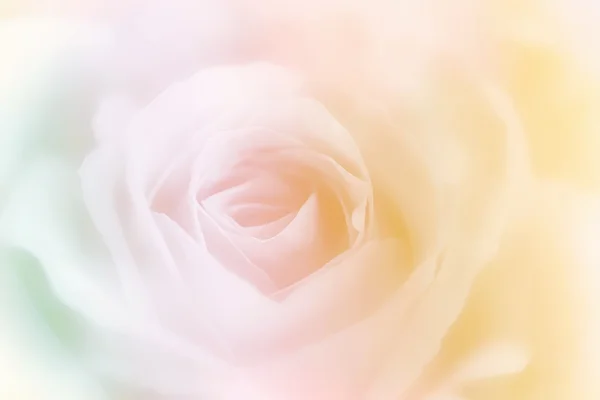 Beautiful rose flower on blur background — Stock Photo, Image