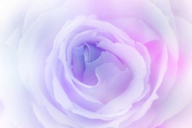 renk filtreleri ile yapılan güzel gül