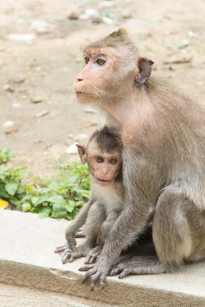 Monkey family sitting in the park — Stock Photo, Image