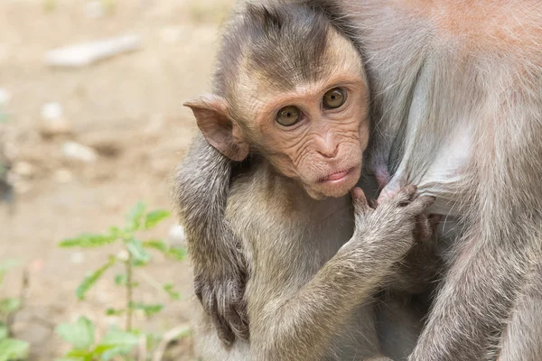 A baby asian monkey with her mother in thailand — Stock Photo, Image