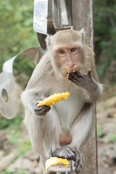 the monkey eating mango in the park