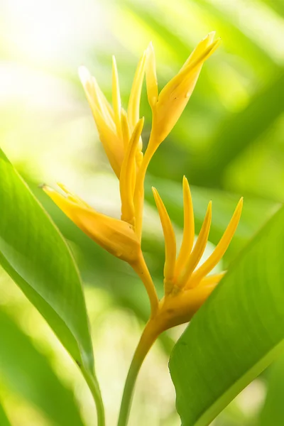 Pássaro do Paraíso flor, flor da floresta tropical — Fotografia de Stock