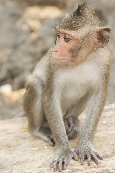 The monkey sitting on the rock in nature park — Stock Photo, Image