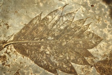 leaf print on concrete texture and background clipart