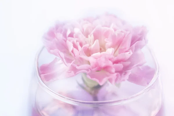 Goździk kwiat w szkło na dzień matki — Zdjęcie stockowe