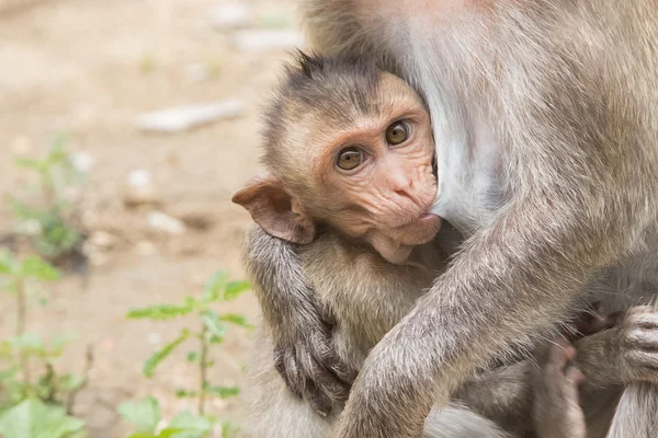 A baby asian monkey with her mother in thailand — Stock Photo, Image