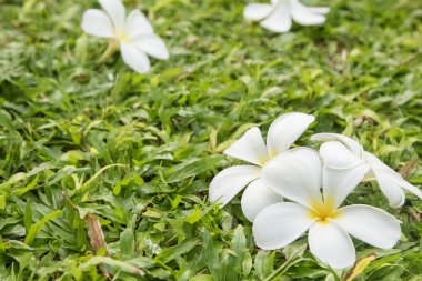 Plumeria çiçek çimenlerin üzerinde