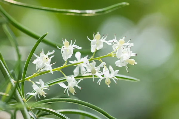 Shatavari (Asparagus racemosus Willd.) Flores, planta herbácea . — Fotografia de Stock