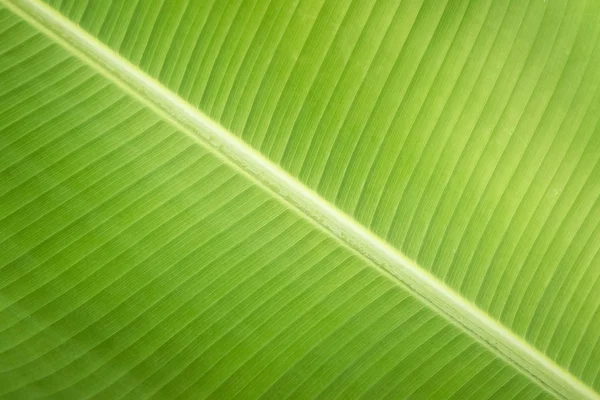 Textuur achtergrond van achtergrondverlichting fris groen blad — Stockfoto