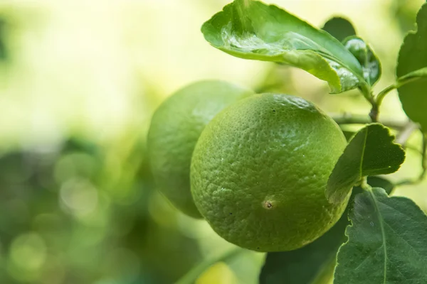 Verde limón fresco en el árbol, limón tailandés . — Foto de Stock