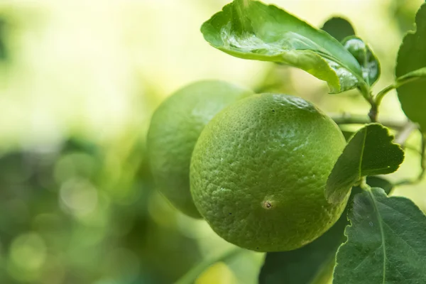 Verde limão fresco na árvore, limão tailandês . — Fotografia de Stock