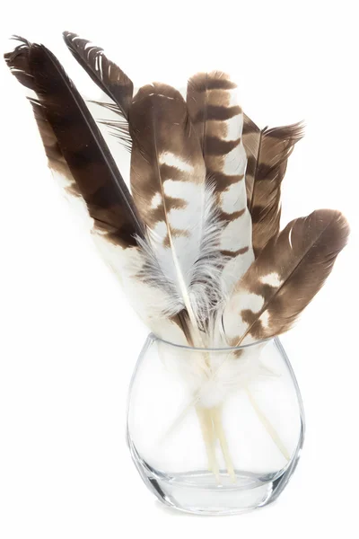 Jastrząb pióro w szklanym słoju na białym tle — Zdjęcie stockowe