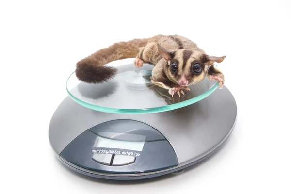 Sugar glider on weigh scales , vet examination — Stock Photo, Image