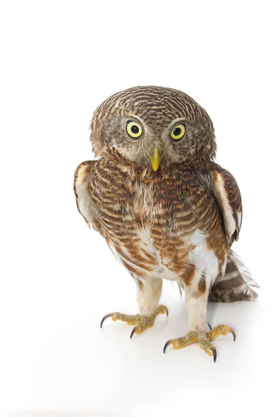 Owl standing in front of white background — Stock Photo, Image