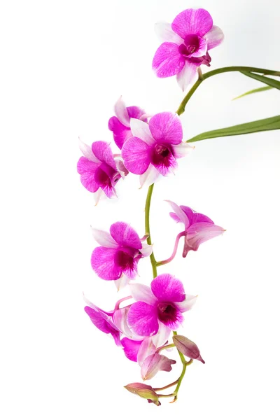Branch bloeien paarse orchid geïsoleerd op witte achtergrond — Stockfoto
