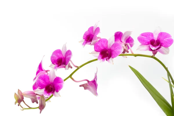 Branche fleurissant orchidée pourpre isolé sur fond blanc — Photo