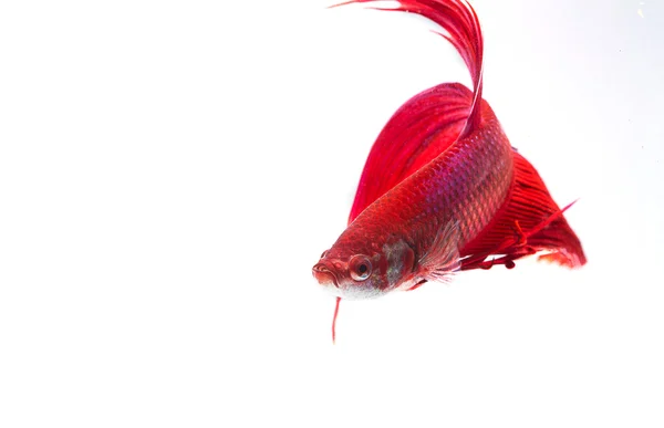 Peixe vermelho siamês de combate (Betta splendens) isolado em ba branco — Fotografia de Stock