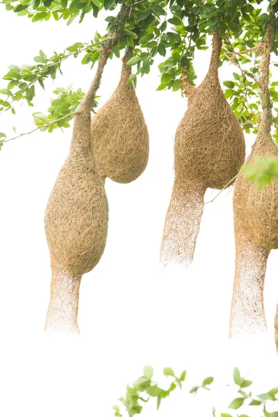 Nido de aves en una rama del árbol — Foto de Stock