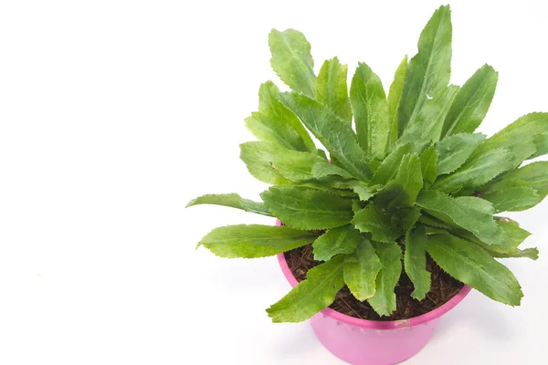 Fresh culantro , long coriander in flower pot ,isolate — Stock Photo, Image