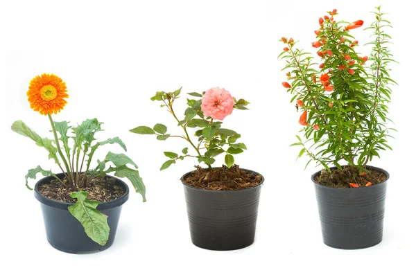 Casa planta em vaso de flores, plantas e jardinagem conceito — Fotografia de Stock