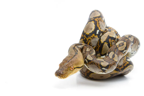 Boa Constrictor pada latar belakang putih — Stok Foto