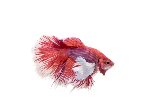 Красная сиамская боевая рыба, бетта рыба, изолированная на белой заднице — стоковое фото