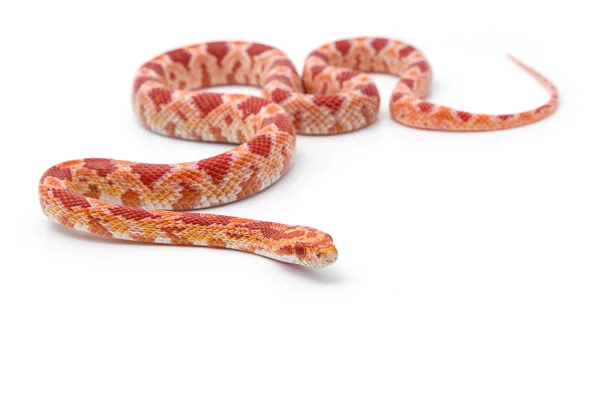 Serpent de maïs sur fond blanc — Photo