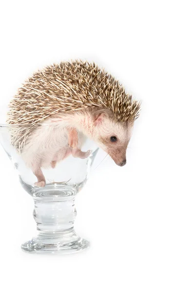 Hedgehog no vidro, ouriço pigmeu africano — Fotografia de Stock