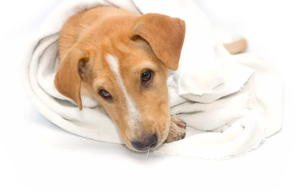 Chien malade sous une couverture, isolé sur blanc — Photo