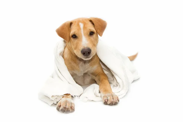 Perro enfermo debajo de una manta, aislado en blanco —  Fotos de Stock