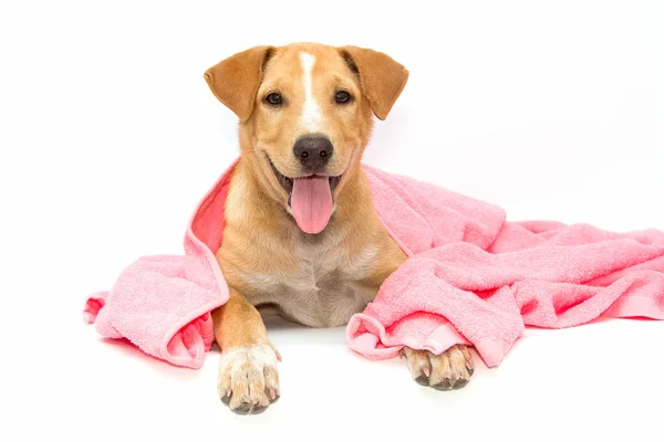 Hund efter badet med en rosa handduk isolerad på vit ba — Stockfoto