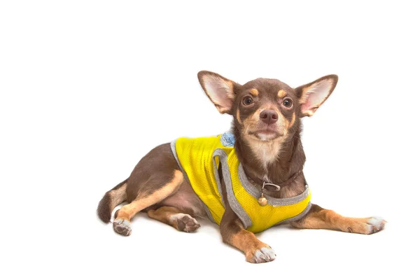 Chihuahua tittar upp mot den vita bakgrunden — Stockfoto