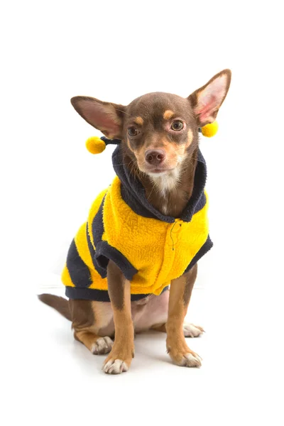 Chihuahua blickt auf den weißen Hintergrund — Stockfoto