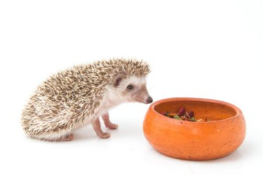 Hedgehog , African pygmy hedgehog eating on white background clipart