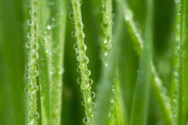 Bahar çimen, doğal arka plan üzerinde taze çiğ