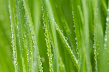 Bahar çimen, doğal arka plan üzerinde taze çiğ