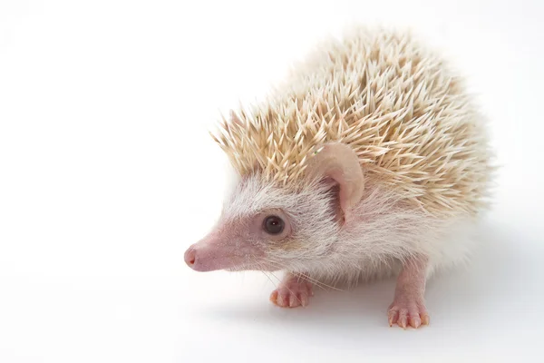 Egel, Afrikaanse pygmy hedgehog op witte achtergrond — Stockfoto