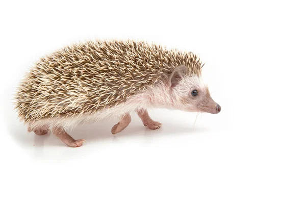 Hedgehog, ouriço pigmeu africano no fundo branco — Fotografia de Stock