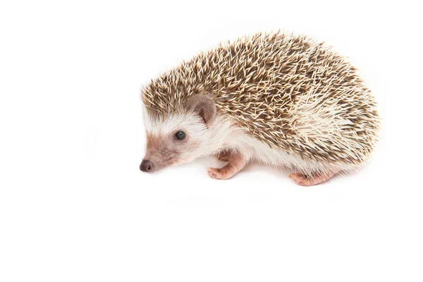 Hedgehog, ouriço pigmeu africano no fundo branco — Fotografia de Stock