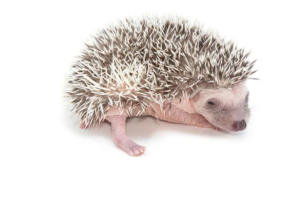 Baby pygmy hedgehog , isolate — Stock Photo, Image