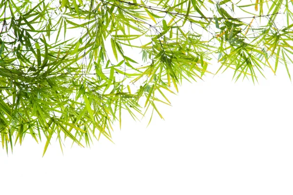 绿色竹子叶背景，边框设计 — 图库照片