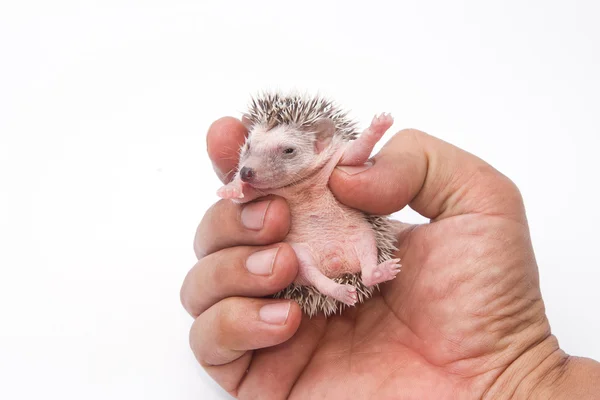 Ouriço pigmeu bebê na mão humana — Fotografia de Stock