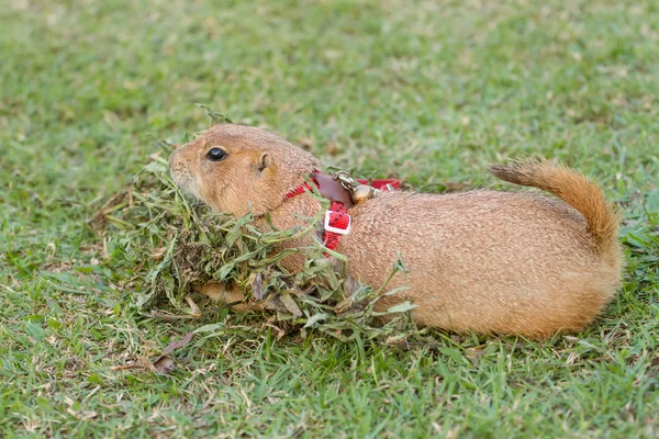 Perro de la pradera acostado en el patio verde — Foto de Stock