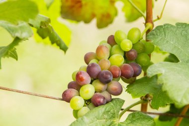 Taze yeşil üzüm asma üzerinde yeşil yaprakları ile