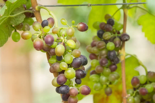 Färska gröna druvor med gröna blad på rankan — Stockfoto