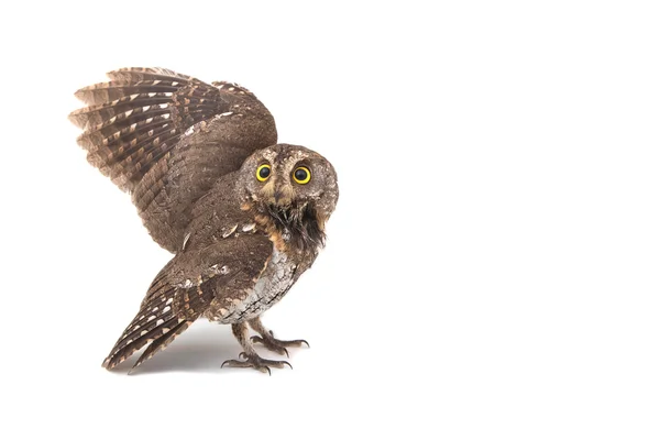 Oriental scops-búho aislado sobre fondo blanco —  Fotos de Stock