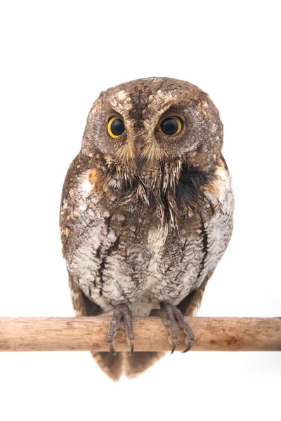 Oriental scops-owl isolate on white background — Stock Photo, Image